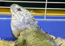 Reptile Rampage 2010