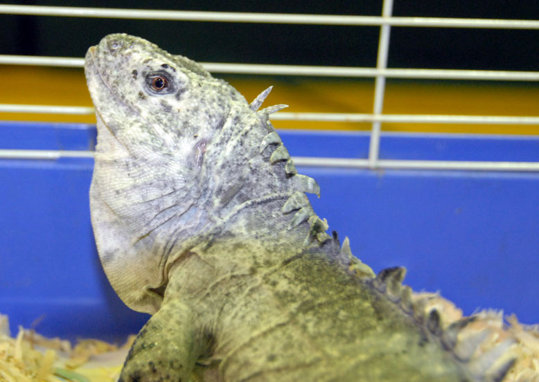 Reptile Rampage 2010