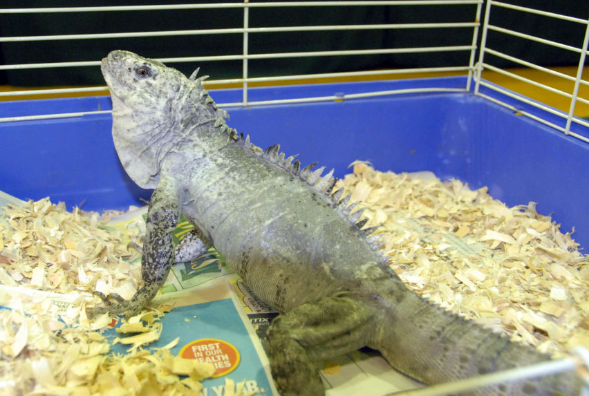 Reptile Rampage 2010