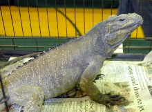 Reptile Rampage 2010