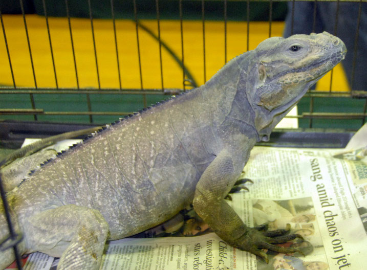 Reptile Rampage 2010