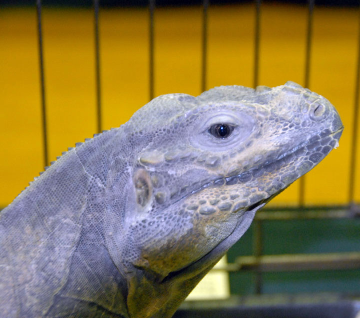 Reptile Rampage 2010