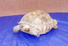 Reptile Rampage 2010