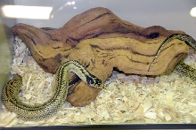 Reptile Rampage 2010