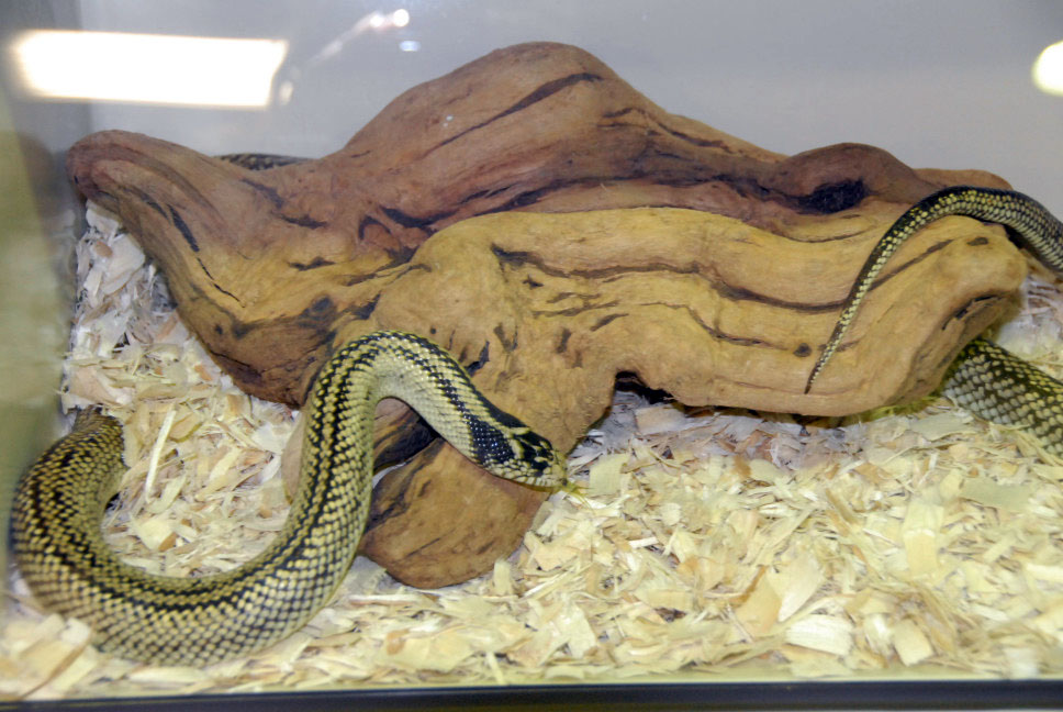 Reptile Rampage 2010