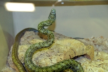 Reptile Rampage 2010