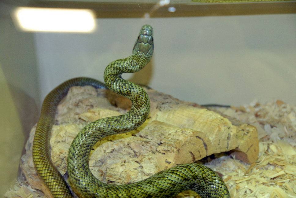 Reptile Rampage 2010