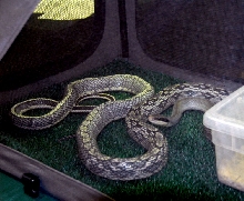 Reptile Rampage 2010