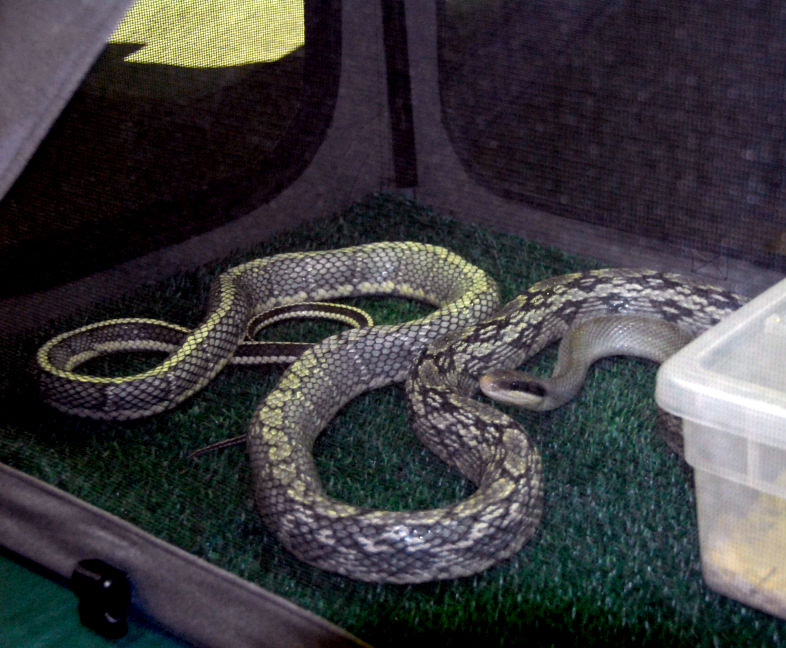Reptile Rampage 2010