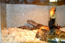 Reptile Rampage 2010