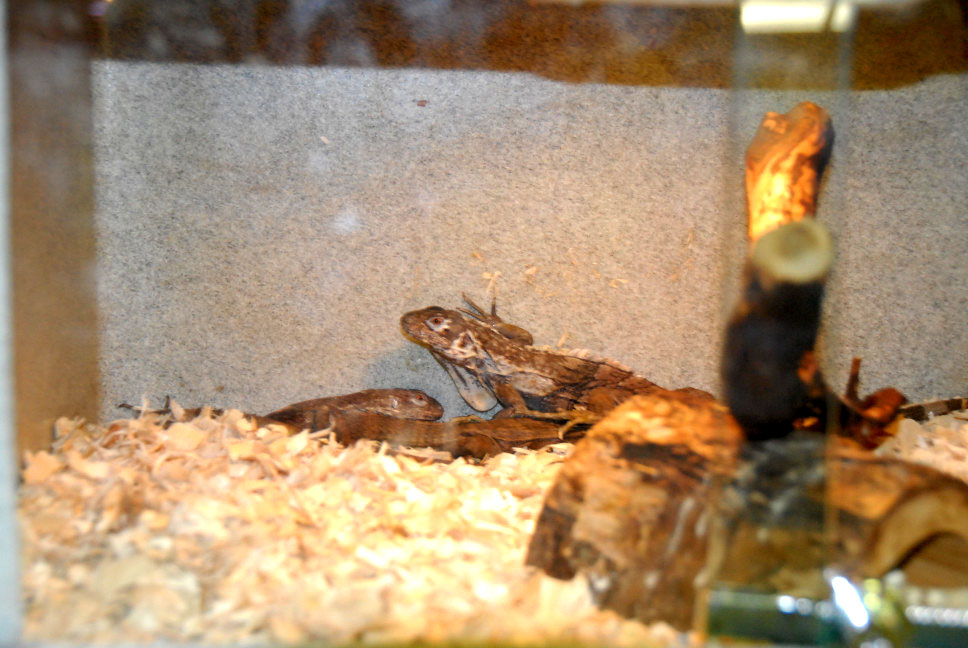 Reptile Rampage 2010