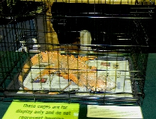 Reptile Rampage 2010