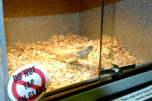 Reptile Rampage 2010