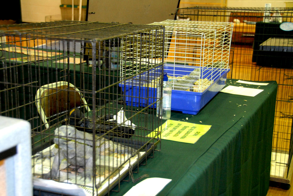 Reptile Rampage 2010