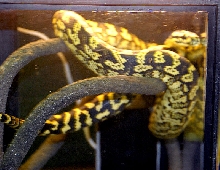 Reptile Rampage 2010