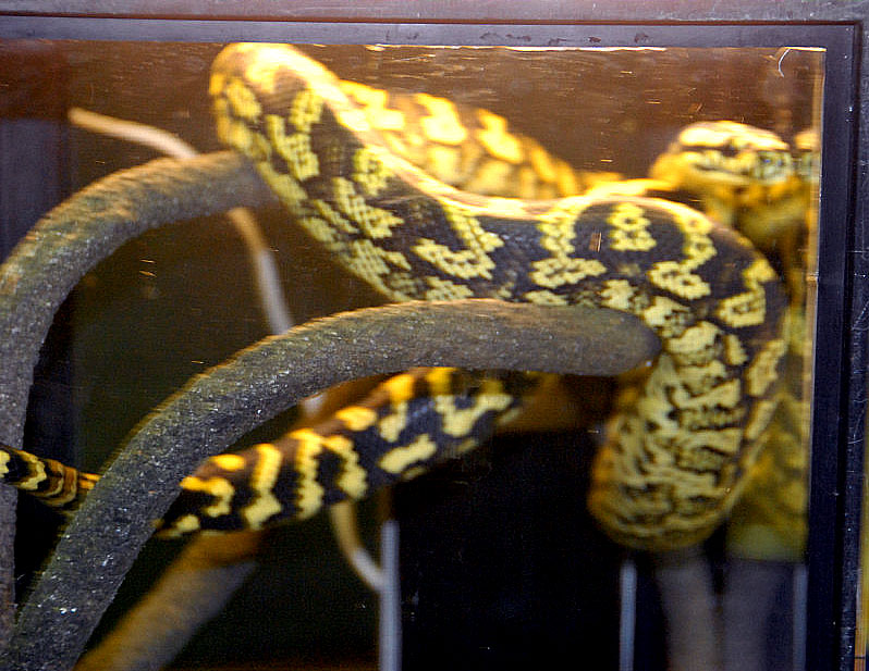 Reptile Rampage 2010