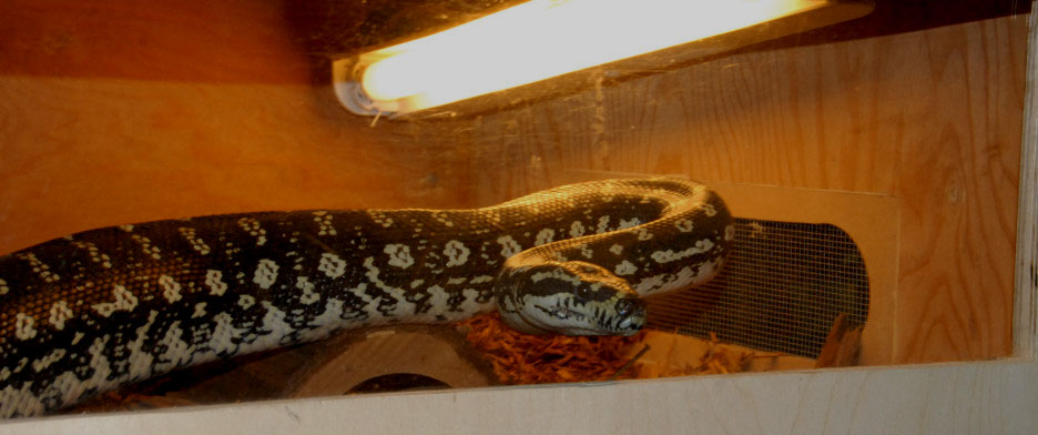 Reptile Rampage 2010