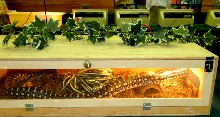 Reptile Rampage 2010