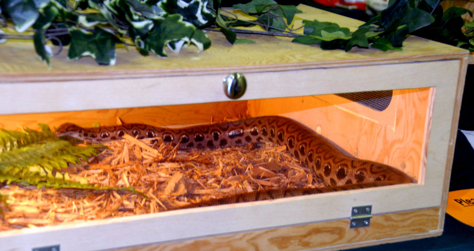 Reptile Rampage 2010