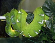 Reptile Rampage 2010