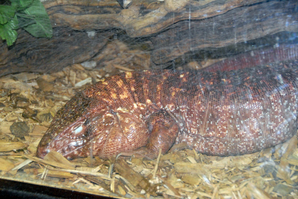 Reptile Rampage 2010