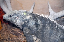 Reptile Rampage 2010