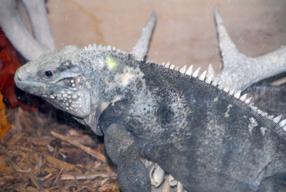 Reptile Rampage 2010