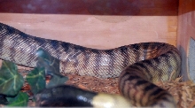 Reptile Rampage 2010