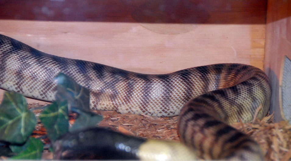Reptile Rampage 2010