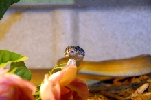 Reptile Rampage 2010