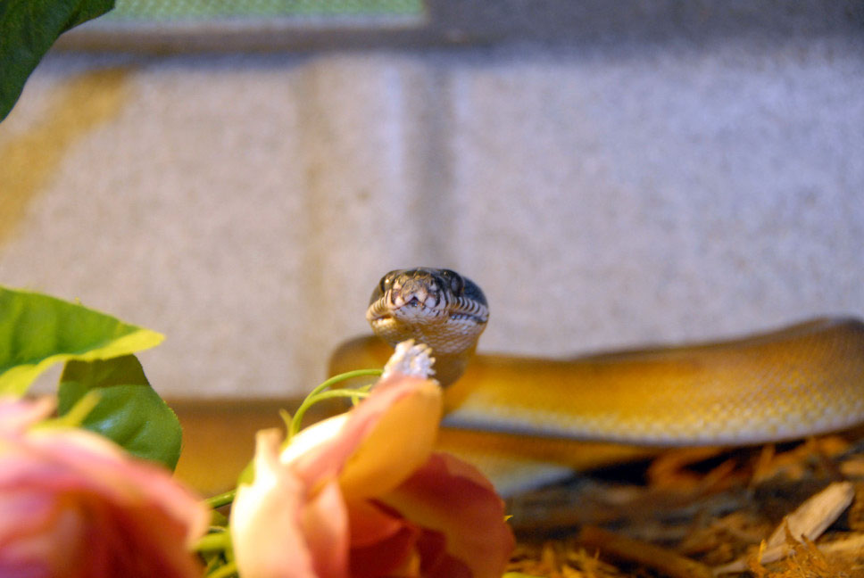 Reptile Rampage 2010
