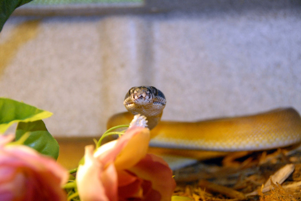 Reptile Rampage 2010