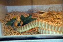 Reptile Rampage 2010