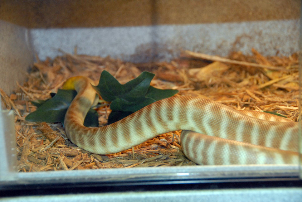Reptile Rampage 2010