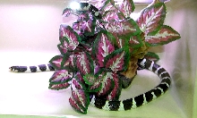 Reptile Rampage 2010