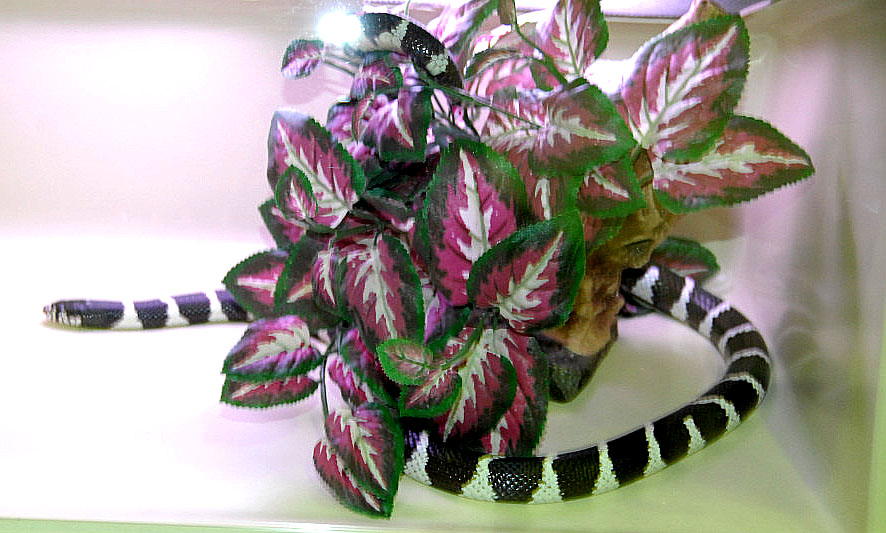 Reptile Rampage 2010