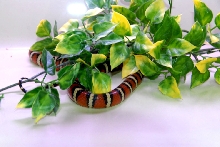 Reptile Rampage 2010