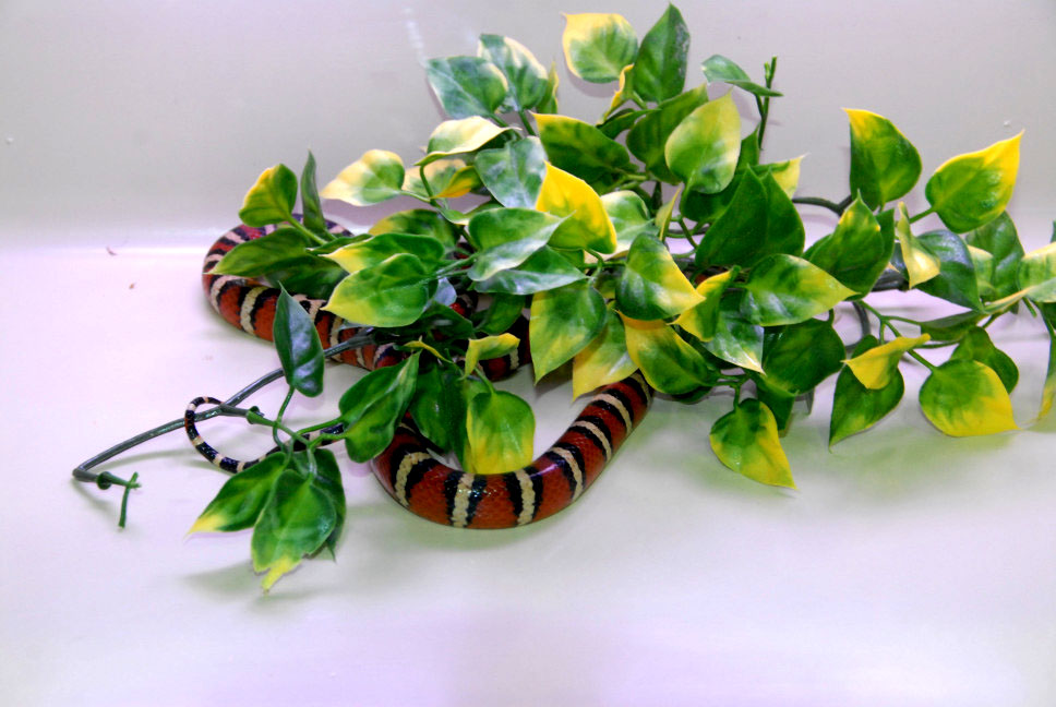 Reptile Rampage 2010