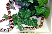 Reptile Rampage 2010