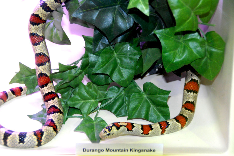 Reptile Rampage 2010
