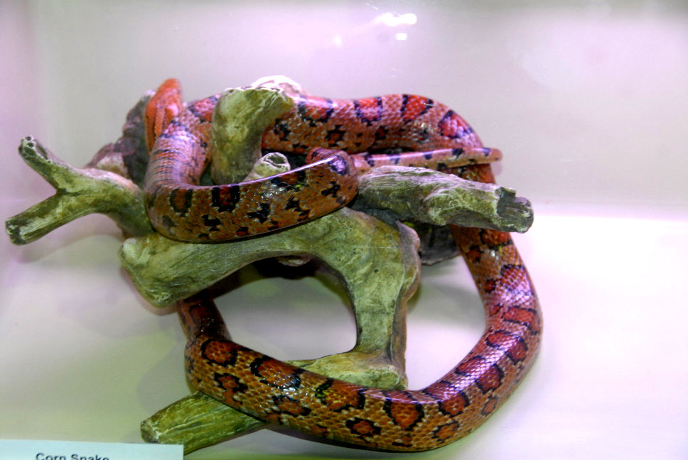 Reptile Rampage 2010