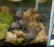 Reptile Rampage 2010