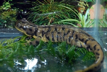 Reptile Rampage 2010
