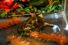 Reptile Rampage 2010