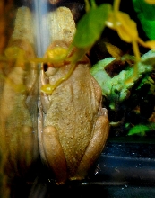 Reptile Rampage 2010