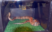 Reptile Rampage 2010