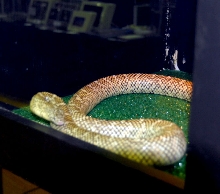 Reptile Rampage 2010