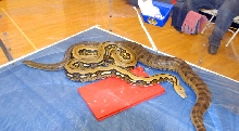 Reptile Rampage 2010