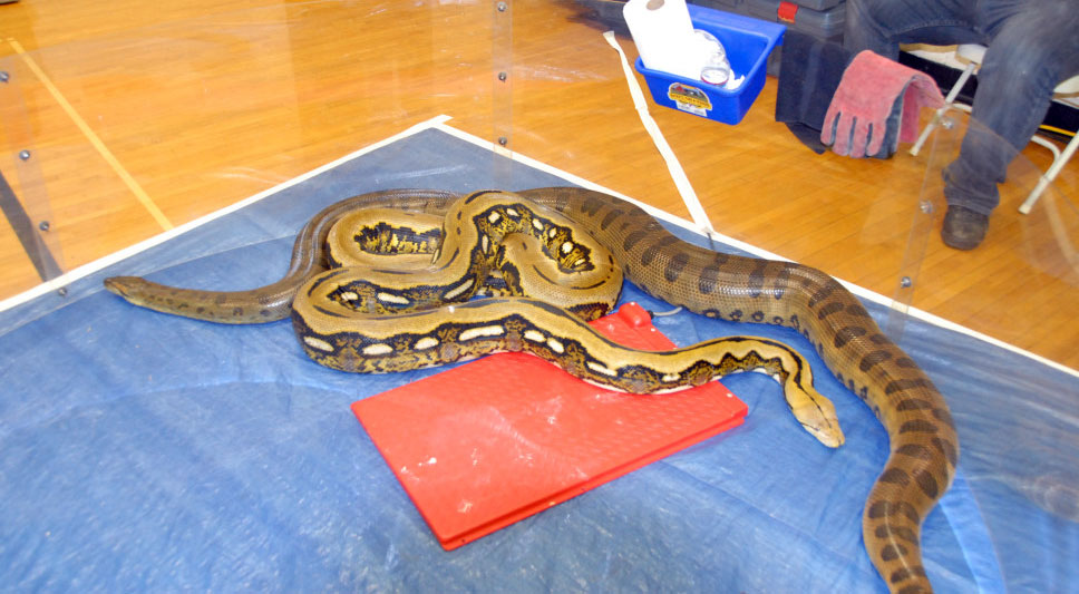 Reptile Rampage 2010