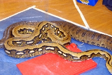 Reptile Rampage 2010